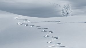 Ski tracks in powder